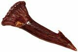 Fossil Sawfish (Onchopristis) Rostral Barb - Morocco #298229-1